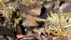 Pindis squamistriga