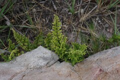 Cheilanthes viridis