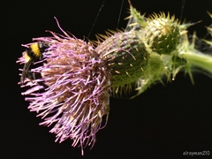 Bombus medius