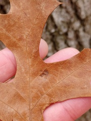 Taphrina caerulescens