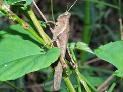 Abracris flavolineata