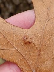 Taphrina caerulescens