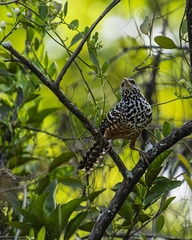 Campylorhynchus zonatus