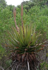 Aloe lineata