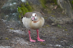 Alopochen aegyptiaca