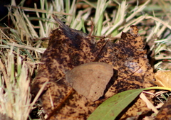 Pindis squamistriga