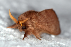 Anadiasa punctifascia