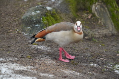 Alopochen aegyptiaca