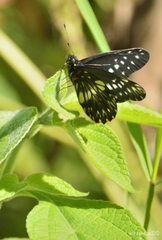 Catasticta flisa flisa