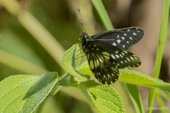 Catasticta flisa flisa