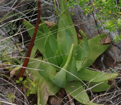 Bulbine latifolia