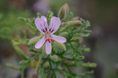 Pelargonium radens