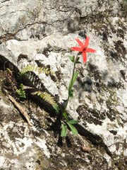 Silene virginica