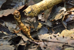 Anolis schiedii