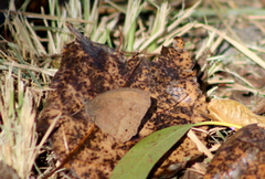 Pindis squamistriga