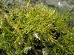 Hygroamblystegium humile