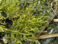 Hygroamblystegium humile
