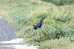 Porphyrio madagascariensis