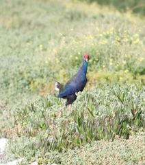 Porphyrio madagascariensis