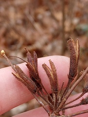 Rhododendron periclymenoides