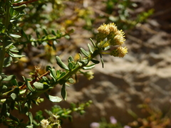 Baccharis neaei