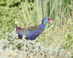 Porphyrio madagascariensis