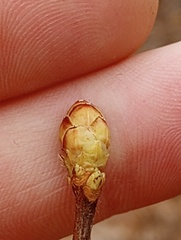 Rhododendron periclymenoides