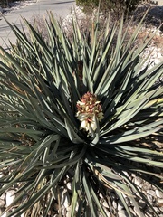 Yucca baccata