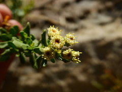 Baccharis neaei