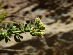 Baccharis neaei