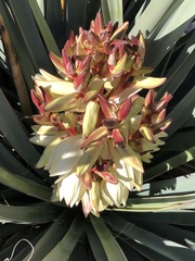 Yucca baccata
