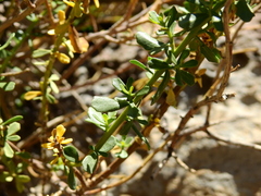 Baccharis neaei