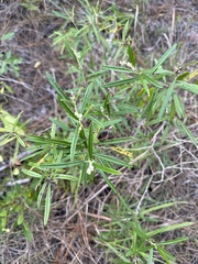 Croton linearis