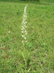 Stenanthium gramineum