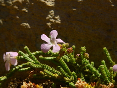 Ourisia microphylla