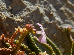 Ourisia microphylla