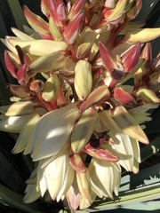 Yucca baccata