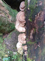 Trametes menziesii