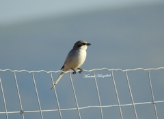 Lanius excubitor