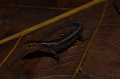 Emoia obscura