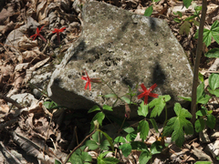 Silene virginica