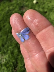 Celastrina echo