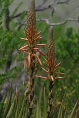Aloe lineata