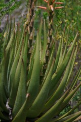 Aloe lineata