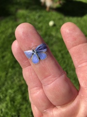 Celastrina echo