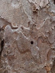 Dendroctonus frontalis