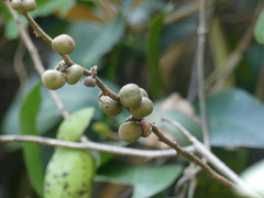 Grewia abutilifolia