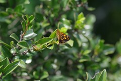 Metisella metis paris