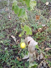 Solanum viarum