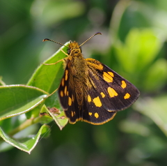 Metisella metis paris